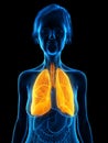 An elder females lung