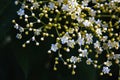 Elder flower