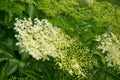 Elder flower