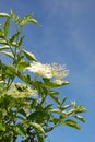 Elder flower