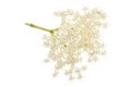 Elder flower blossoms isolated on a white background. Medicinal plant