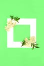 Elder Flower Plant Medicine Background Border Royalty Free Stock Photo