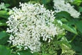 Elder flower (Sambucus nigra) Royalty Free Stock Photo