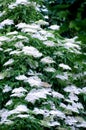 Elder flower (sambucus nigra) Royalty Free Stock Photo