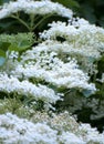 Elder flower (sambucus nigra) Royalty Free Stock Photo