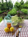 Elder flower summer drink preparation outsoors in the garden