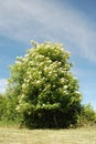 Elder flower tree