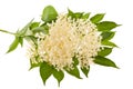 Elder flowers Royalty Free Stock Photo