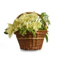 Elder flowers in a basket isolated on white