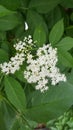 Elder flowers