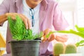 Elder Gardener man taking care of his houseplant on table at home, closed up shot