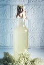 Elder lemonade - healthy and refreshing drink. Close up of homemade elderflower syrup in a bottle with elder flowers. Summer drin