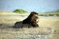 Elder Lion of Ngorongoro Crater