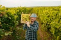 elder male farmer winegrower hold lift box of grapes on shoulder great harvest, smiling