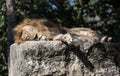 Elder Male Lion Sleeping on Large Stone