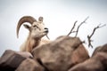 elder mountain goat with impressive horns on a boulder