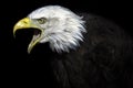 The Elder. An Old American Bald Eagle Royalty Free Stock Photo