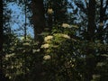Elder tree with big white flower screens in a dark forest in the flemish countryside