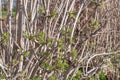 Sprouting young leaves at an elder hedge Royalty Free Stock Photo