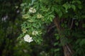 Bough of elderflower in sunlight Royalty Free Stock Photo