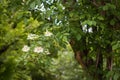Bough of elderflower in sunlight Royalty Free Stock Photo