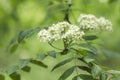 Elder white flowers blooming in springtime Royalty Free Stock Photo