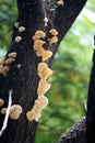 Elder whitewash fungus (Hyphodontia sambuci) on a mango tree : (pix Sanjiv Shukla)