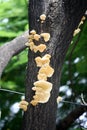 Elder whitewash fungus (Hyphodontia sambuci) on a mango tree : (pix Sanjiv Shukla)