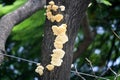 Elder whitewash fungus (Hyphodontia sambuci) on a mango tree : (pix Sanjiv Shukla)
