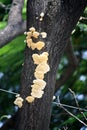 Elder whitewash fungus (Hyphodontia sambuci) on a mango tree : (pix Sanjiv Shukla)