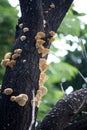 Elder whitewash fungus (Hyphodontia sambuci) on a mango tree : (pix Sanjiv Shukla)