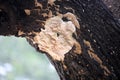 Elder whitewash fungus (Hyphodontia sambuci) on a mango tree : (pix Sanjiv Shukla)