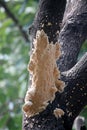 Elder whitewash fungus (Hyphodontia sambuci) on a mango tree : (pix Sanjiv Shukla)