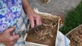 Senior woman hands take and cut tiny onion for kitchen garden seedlings