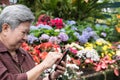 elder woman holding mobile phone in garden. elderly female texting message, using app with smartphone in park. senior use Royalty Free Stock Photo