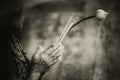 Elder woman Pray and Adore Buddha with Lotus. Royalty Free Stock Photo