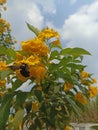 elder yellow flowers are infested with beetles