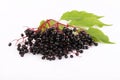 Elderberries Royalty Free Stock Photo