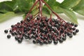 Elderberries Royalty Free Stock Photo