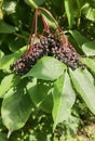 Elderberries behind an elder tree leaf Royalty Free Stock Photo