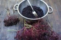 Elderberries in colander, that have been stripped off by running a kitchen fork through the stem of bunch and then discards the Royalty Free Stock Photo