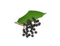 Elderberries with leaf Royalty Free Stock Photo