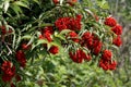 Elderberries (Sambucus racemosa) Royalty Free Stock Photo