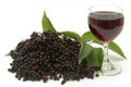 Elderberry Royalty Free Stock Photo