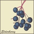 Elderberry