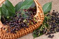 Elderberry in basket Royalty Free Stock Photo