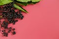 Elderberry berries close-up on a burgundy background.Sambucus berries.Elderberry harvest. top view, copy space.Elder Royalty Free Stock Photo