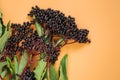 Elderberry berries on orange background. Elder black berries.healing plant .Sambucus berries.Green pharmacy and Royalty Free Stock Photo