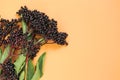 Elderberry berries on orange background. Elder branches with black berries.healing plant .Sambucus berries.Green Royalty Free Stock Photo