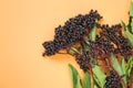 Elderberry berries on orange background. Elder branches with black berries.healing plant .Sambucus berries.Green Royalty Free Stock Photo